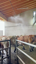 8 Die großen Milchviehbetriebe in Israel gelten als Vorbild, was die Vermeidung von Hitzestress durch den Einsatz einer Wasserkühlung, kombiniert mit Ventilatoren, in den Wartebereichen angeht.