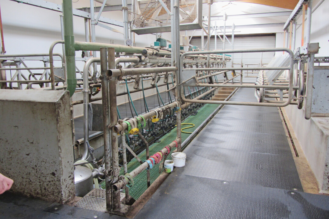 6 In dem steilen Fischgr�tenmelkstand wurden Gummibel�ge nachger�stet, um den starken Klauenabrieb auf dem vorhandenen Epoxidharzboden zu reduzieren.