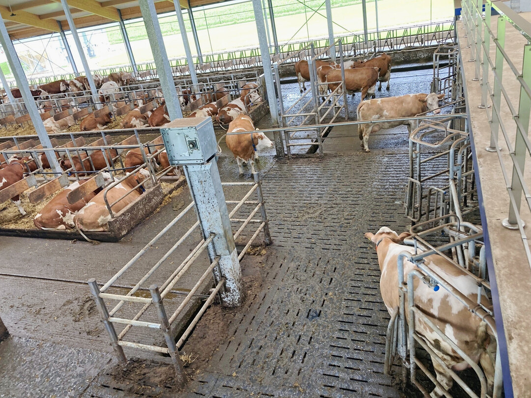 2 Die Abw�rfe �ber dem Querkanal vor den AMS stellen auf dem Betrieb der Hammer GbR kein Problem f�r den Kuhverkehr dar.