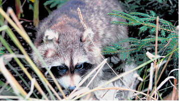 Auch Daten �ber Neozoen (eingewanderte Tierarten) wie Waschb�r (Foto), Marderhund oder Mink werden im Wildtierbericht erfasst.