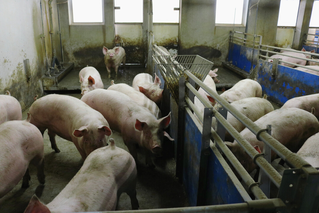 Europaweit betrachtet, werden mehr als ein Viertel der gesamten Schweine in Spanien gehalten. Deutschland ist im Ländervergleich an der zweiten Stelle zu finden.