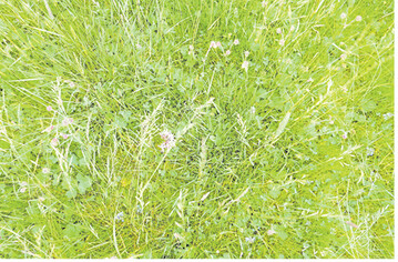 Die unged�ngte FFH-Fl�che im Versuch zeigt einen relativ lichten Bestand mit einem hohen Anteil an Magerkeitszeigern wie Kuckucks-Lichtnelke und die noch nicht aufgebl�hte Bachnelkenwurz.