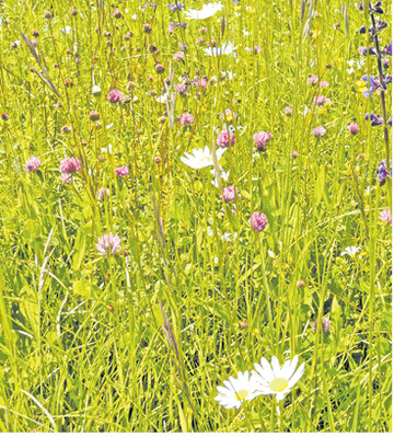 FFH-M�hwiesen mit ihrer bunten Bl�tenpracht zu erhalten, ist nicht einfach.