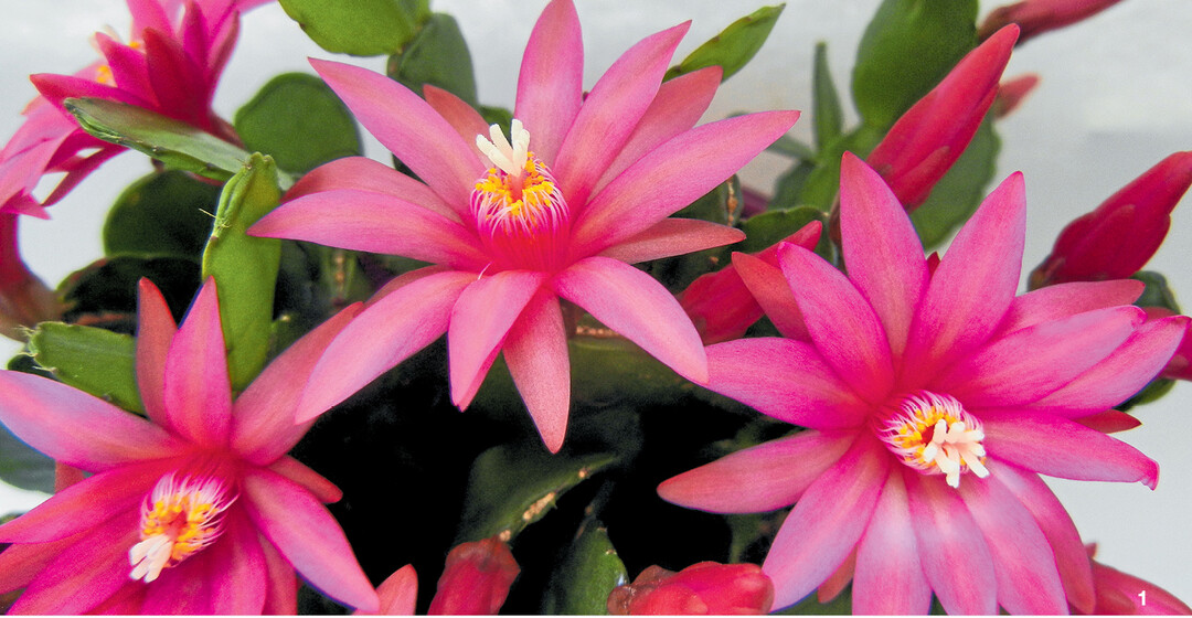 Kr�ftig rosa farbener Osterkaktus.