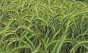 Die Weizenerzeugung 2025 dürfte in Australien um 31 Prozent auf 34,1 Millionen Tonnen zunehmen und damit 28 Prozent über dem langjährigen Mittel liegen.