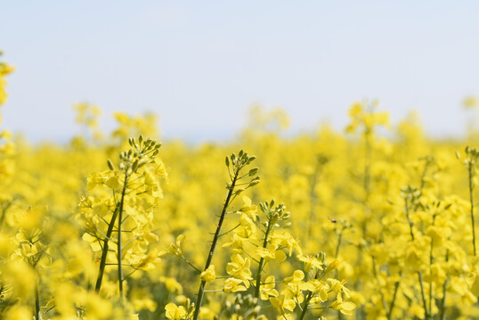 In der M�rzprognose liefert das australische Landwirtschaftsministerium (ABARES) eine Einsch�tzung zur Lage am Weltmarkt. F�r die Saison 2024/25 geht die weltweite Rapserzeugung demnach um 5 Prozent auf 85 Millionen Tonnen zur�ck und d�rfte damit den niedrigsten Stand seit dem Wirtschaftsjahr 2021/22 erreichen. 