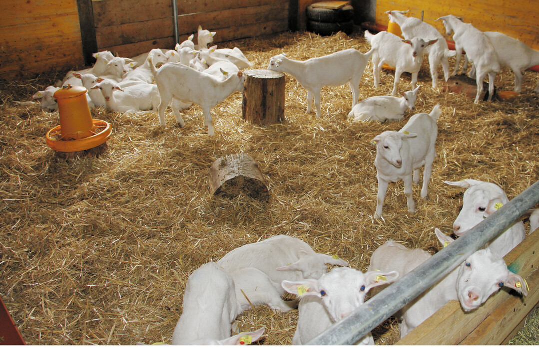 Ein Gro�teil der aus biologischer Milcherzeugung stammenden Bockkitze und -l�mmer werden noch immer nach Frankreich an Aufzuchtbetriebe verkauft. Ein Grund: Die Fleischnachfrage in Deutschland ist nicht �ber das ganze Jahr hinweg vorhanden.