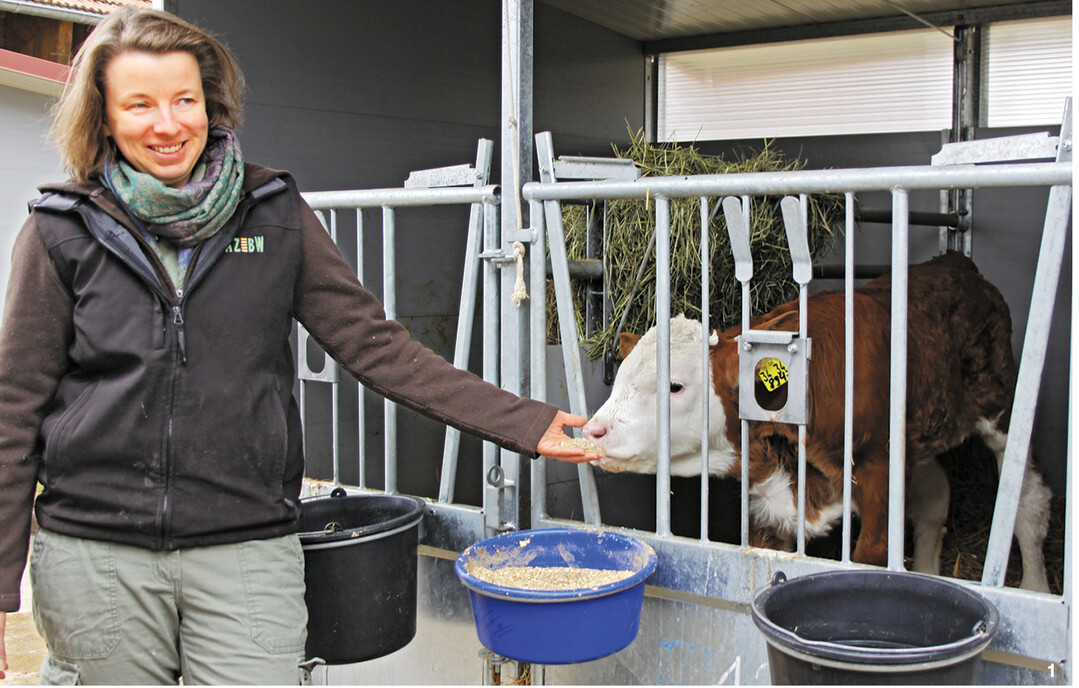Drau�en zuhause: Die Tr�nkekalber werden w�hrend der ersten Lebenstage in den K�lbergalerien einzeln aufgestallt. In dem spezialisierten Verfahren stehen die Jungtiere auf einem eingestreuten Lochboden.