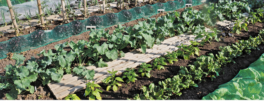 Ein vielf�ltiges Salatbeet mit zweierlei Kulturschutznetzen.