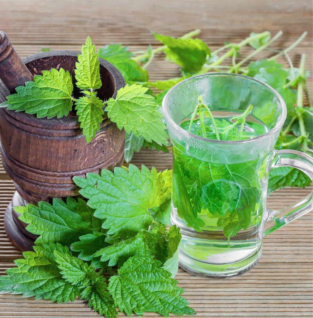Frische, junge Bl�tter von Brennnesseln bieten sich jetzt f�r eine Fr�hjahrskur an. Sie sind reich an Vitaminen und Mineralstoffen, wirken entw�ssernd, blutreinigend und kurbeln den Stoffwechsel an. Mehr zu vitalisierenden Kr�utertees lesen Sie auf Seite 38.