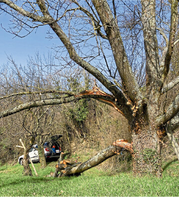 Trockenstress: Astbruch an einer �ber 40 alten Streuobstzwetschge im Rheintal.