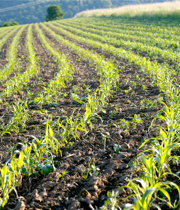 Die Saatguterzeuger vom Mais müssen sich auf einige Änderungen einstellen.