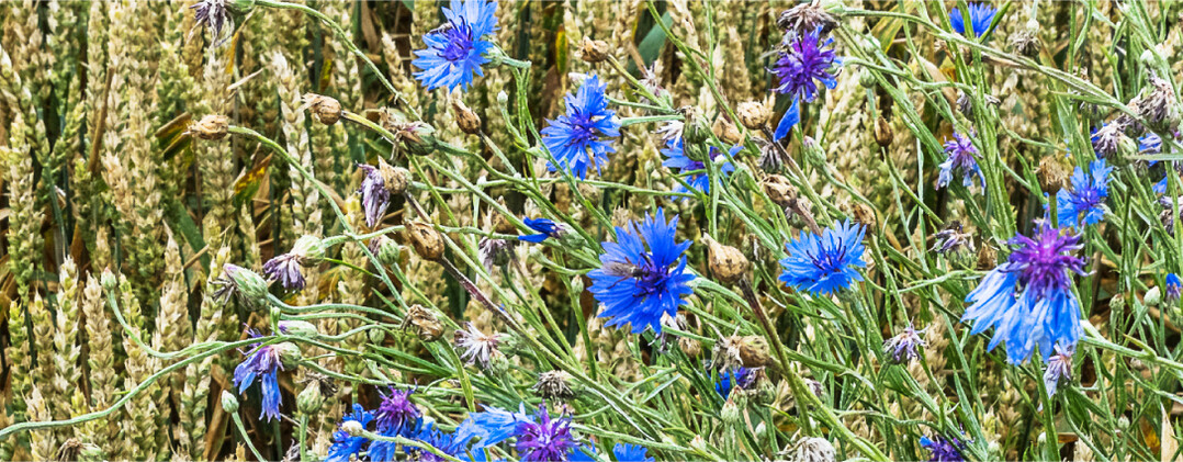 Die Kornblume ist h�ufig im Getreide vorzufinden und eine starke Konkurrentin.