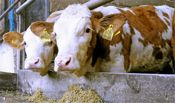 Die Betriebe in Baden-Württemberg haben in den vergangenen Jahren immer weniger Kälber aufgezogen und gemästet. Mit dem im vergangenen Herbst gestarteten EIP-Projekt für Kälber soll der brachliegende Betriebszweig nun wiederbelebt werden.