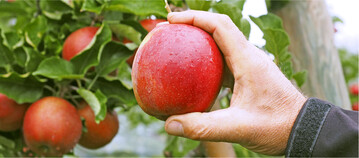 Sonderkulturbetriebe in Baden-W�rttemberg �chzen unter hohen Kosten f�r Betriebsmittel. Immerhin soll es zur anstehenden Saison genug Erntehelfer geben.