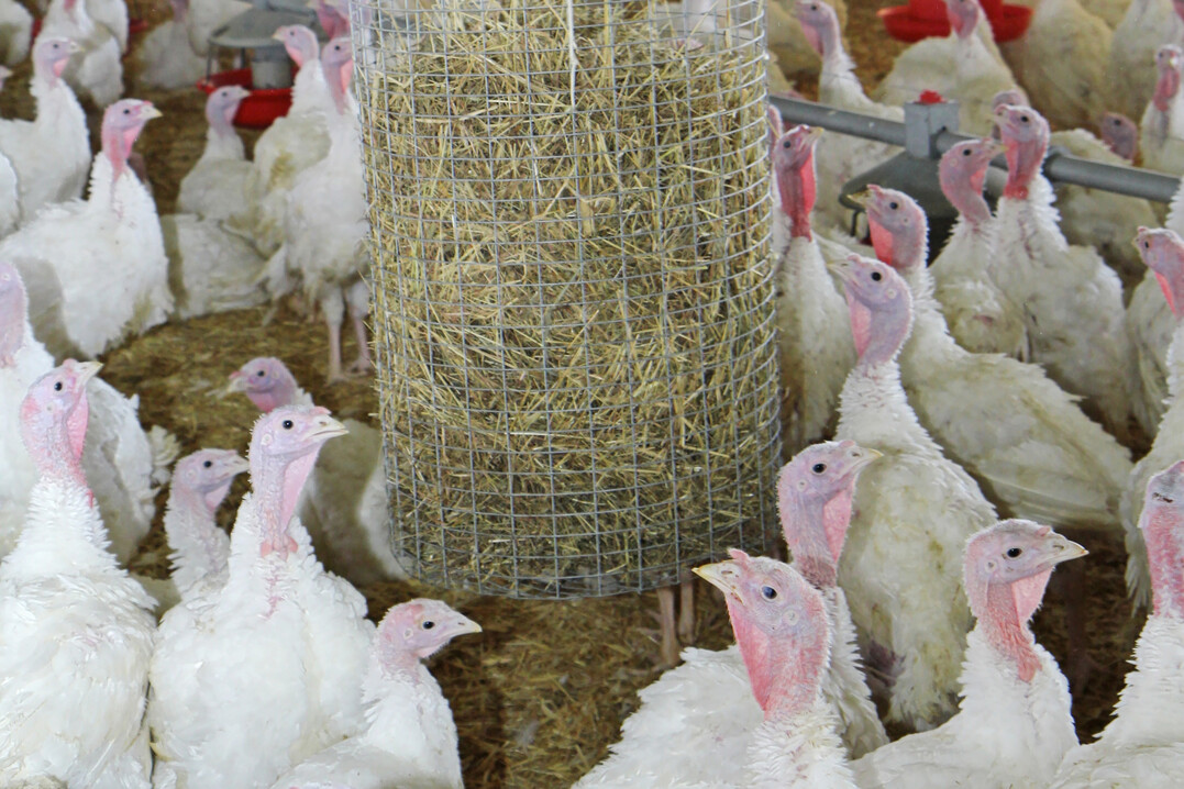 In einem Putenmastbetrieb in Feuchtwangen (Landkreis Ansbach) ist der Ausbruch der Geflügelpest amtlich bestätigt worden. Daraufhin wurden alle 30.000 Tiere getötet.