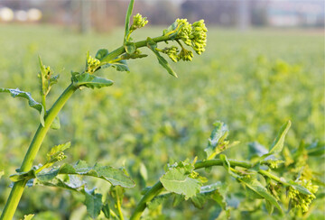 Wenn im Herbst bereits eine Fungizidbehandlung stattgefunden hat, sind im Frühjahr Behandlungen zum Regulieren des Pflanzenwuchses und zur Phomabekämpfung meist nicht notwendig.