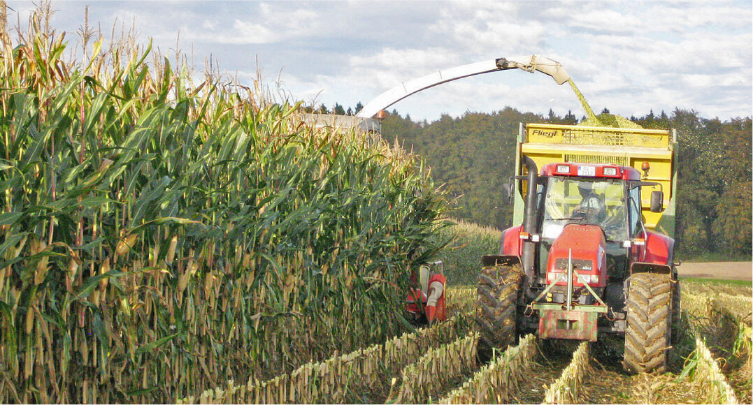 Maish�ckseln auf einem Landessortenversuchsfeld.