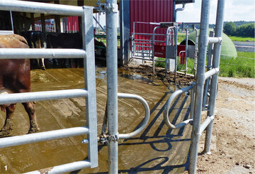 Weideselektionstor (im Hintergrund) zur Steuerung des Weidezugangs über das Melkanrecht des Roboters. Im Vordergrund Einwegtor zur freien Rückkehr der Kühe von der Weide in den Stall.