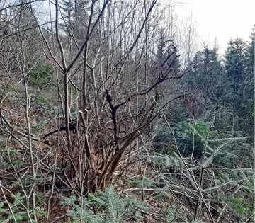 Waldbesitzer oder Förster, die auf den Flächen unterwegs sind, erkennen die vorhandenen Potenziale, hier Tannen unter Hasel. Mit wenig Pflegeaufwand können leistungsfähige Wälder geschaffen werden.