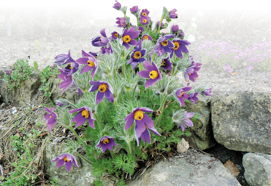 In Fugen zwischen Steinen entwickeln sich beeindruckende Horste.