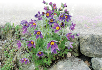 In Fugen zwischen Steinen entwickeln sich beeindruckende Horste.