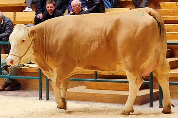Kalibrige und mit 38 kg hochleistende Walcott-Tochter von Martin Jehle, Fronreute.
