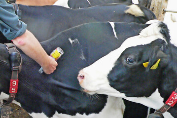 Eine Impfung sch�tzt Rinder, Schafe, Ziegen und gehaltene Wildwiederk�uer wirkungsvoll vor einer Ansteckung mit der Blauzungenkrankheit.