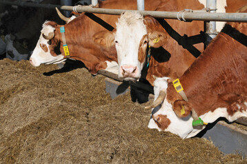 Die Umstellung von der Anbindehaltung auf die Laufstallhaltung soll �ber das Programm zur F�rderung von Investitionen in kleinen landwirtschaftlichen Betrieben (IKLB) weiterhin unterst�tzt werden. 