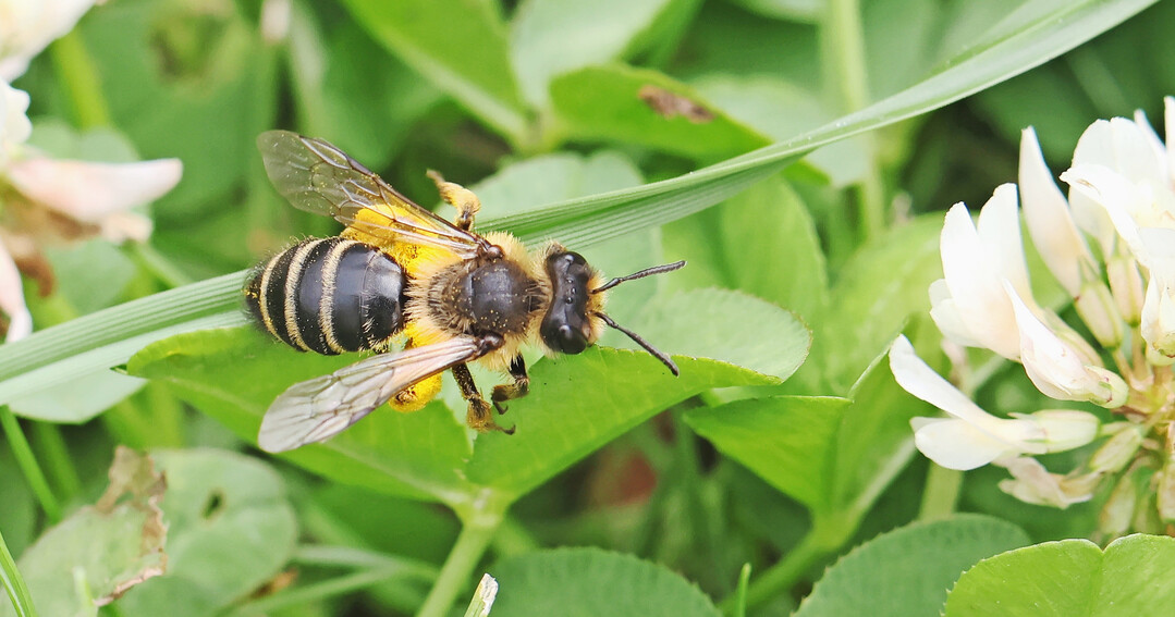 Viele Wildbienen wie diese Sandbiene geh�ren zum Nahrungsangebot anderer Tiere.