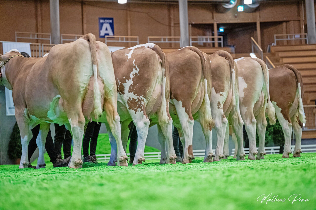 5 Der Bulle Hiroto, der von Eckhard Sperr aus B�lgental gez�chtet wurde, bringt moderne Fleckviehtiere, die durch ihre Fundament- und Euterqualit�t �berzeugen.