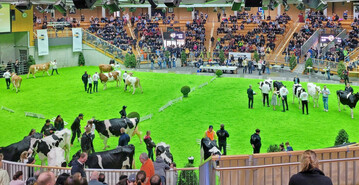 1 Das Richten der K�he fand vor circa 2000 Zuschauern in zwei parallelen Ringen in der Arena Hohenlohe in Ilshofen statt.