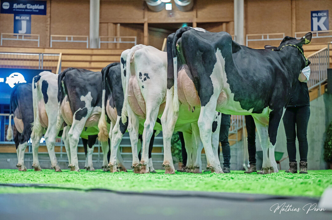 6 Die Nachzucht des Holsteinbullen Melville wartete mit kalibrigen Tieren auf, die durch ihre breite Vorhand auffielen und sich auf besten Fundamenten bewegten. 