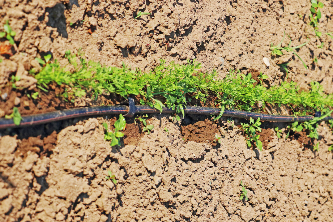 Gerade an trockenen Tagen ist eine stetige Bew�sserung f�r junge Pfl�nzchen mit einer Tropfschlauchbew�sserung als Alternative zum Gie�en umsetzbar. 