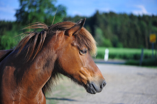 Die Rasse Isländer ist die drittgrößte Zuchtpopulation im Pferdezuchtverband Baden-Württemberg.