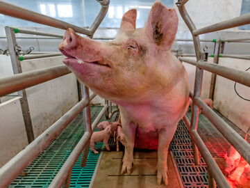 Eine optimal durchgef�hrte Besamung erh�ht die sp�tere Abferkelrate bei den Sauen. Werden hier Fehler gemacht, ist das folgenreich.