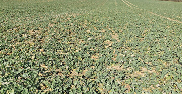 Gedrungene und gleichm��ige Rapsentwicklung im Fr�hjahr 2025.