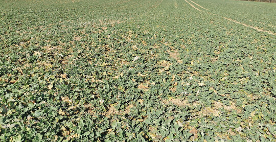 Gedrungene und gleichm��ige Rapsentwicklung im Fr�hjahr 2025.