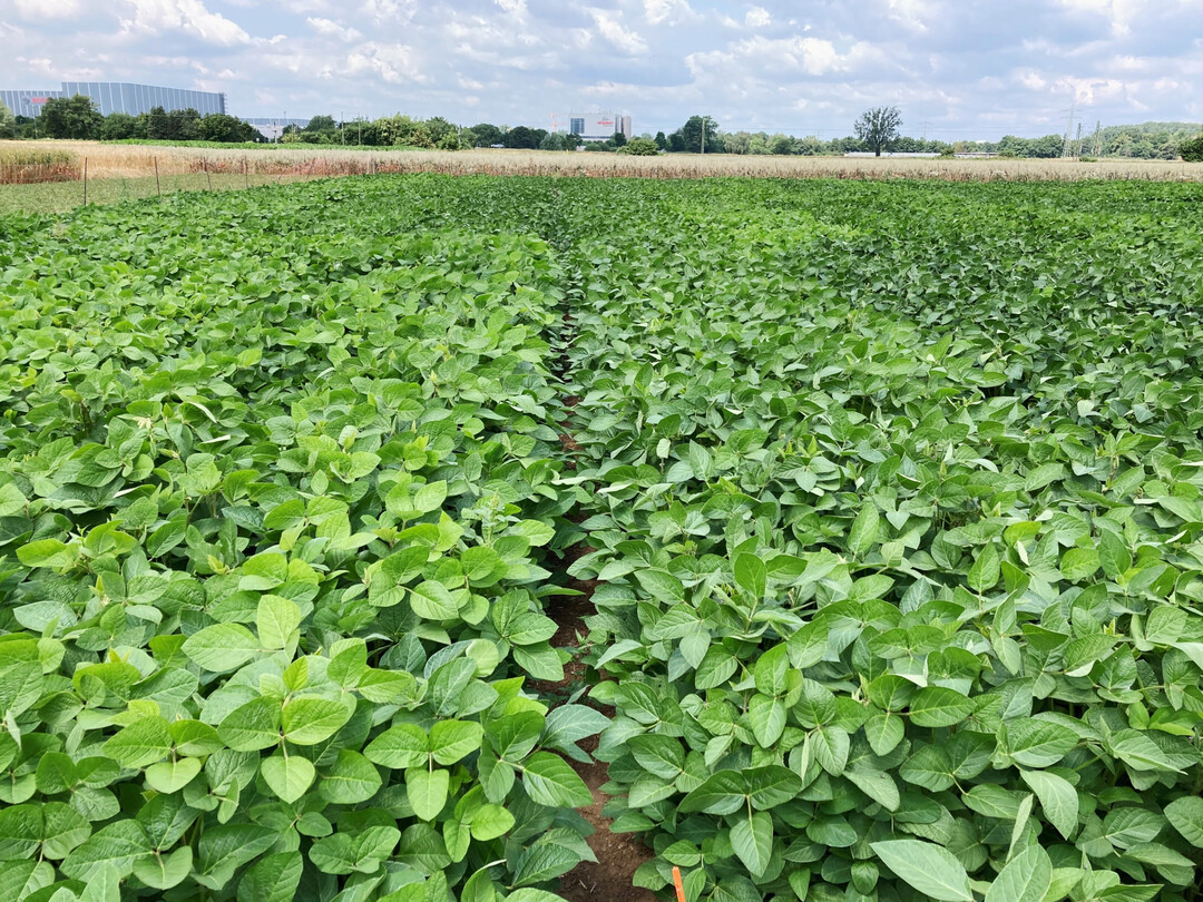 Sojaversuch in Grötzingen