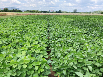 Sojaversuch in Gr�tzingen