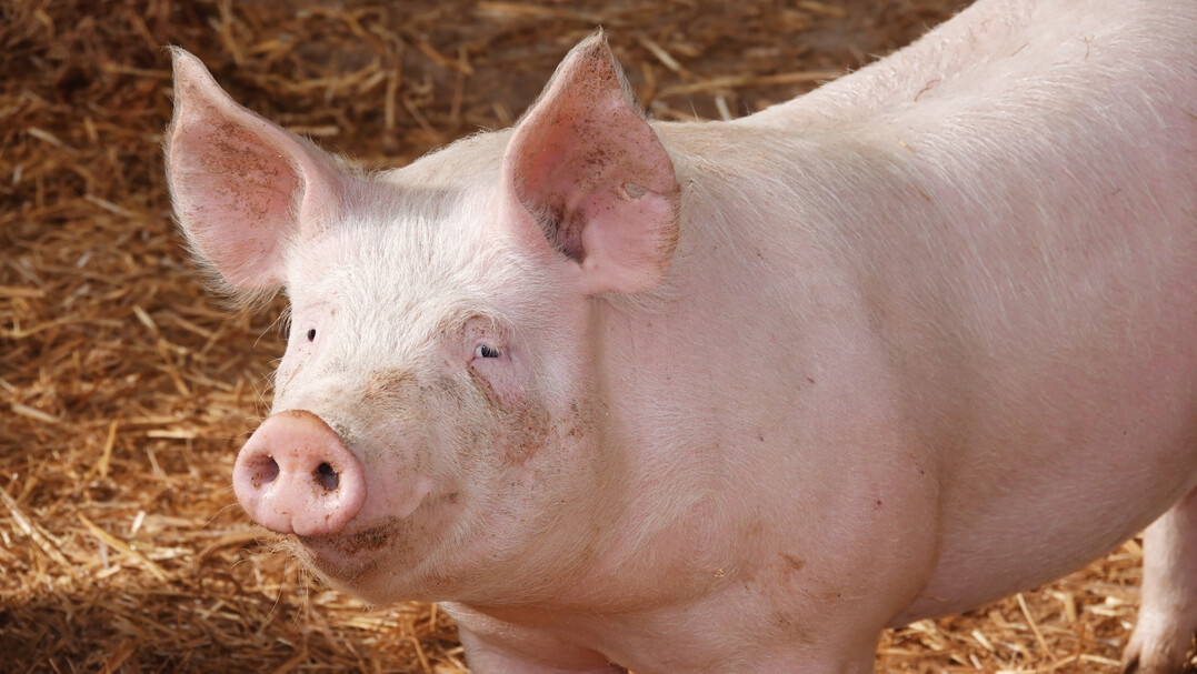 3 Trotz dem sinkenden Rohproteingehalt im Rapsschrot bleiben die Werte f�r die essenziellen Aminos�uren auf �hnlichem Niveau.