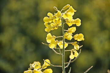 1 Die Rapsanbaufl�chen bleiben in Deutschland stabil bei circa 1,1 Millionen Hektar.