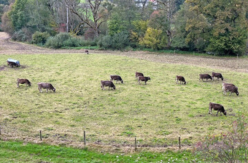 Europaweit gehen auch die Kuhzahlen gehen zurück. Die Europäische Kommission geht davon aus, dass die Rindfleischproduktion in der EU im laufenden Jahr insgesamt um etwa 1 Prozent zurückgehen wird.