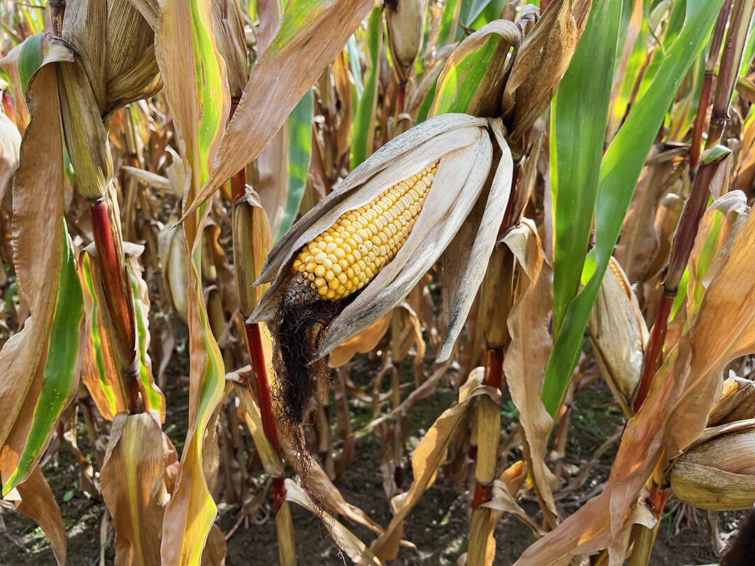 In der M�rz-Prognose kommt es zu einem Absinken der globalen Endbest�nde f�r Mais auf knapp 289 Millionen Tonnen. Das sind gut 1 Million Tonnen weniger als im Februar prognostiziert und gut 25 Millionen Tonnen weniger als in der Saison 2023/24. 