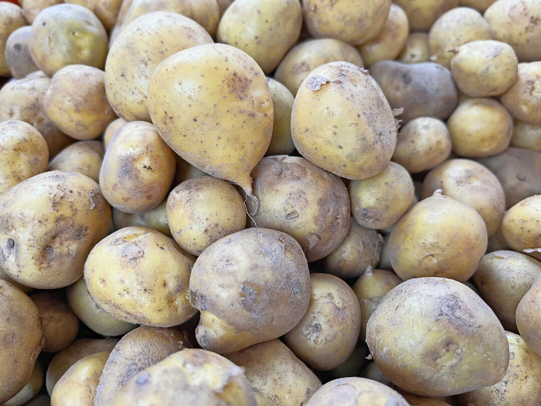 Deutsche Bio-Kartoffeln finden ihren Weg zum Kunden. Dieser ist aber beschwerlicher als zuletzt. 