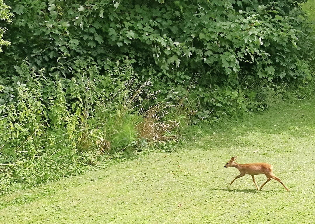 Junges Reh auf Futtersuche (Äsung)