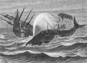Der Walfang war immer gef�hrlich. Unf�lle waren beim Walfang an der Tagesordnung. 