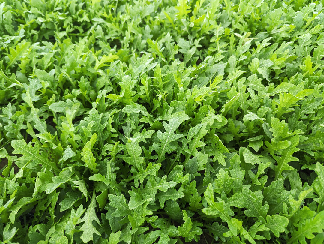 Pflanzen nutzen die Energie des Lichts, um Zuckermoleküle zu erzeugen