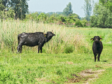 Auf einem Betrieb in Brandenburg erkrankten erstmals seit 1988 wieder Tiere, in diesem Fall Wasserbüffel, an der Maul- und Klauenseuche.