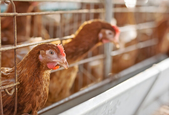 In Malta, Estland und Spanien werden Legehennen nach wie vor überwiegend in Käfigen gehalten.